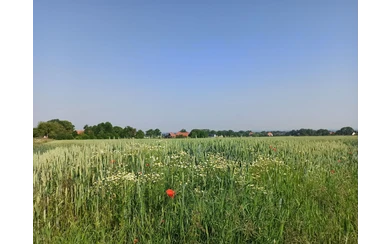 Das Landschaftsbild der Soester Börde ist sehr abwechlungsreich.